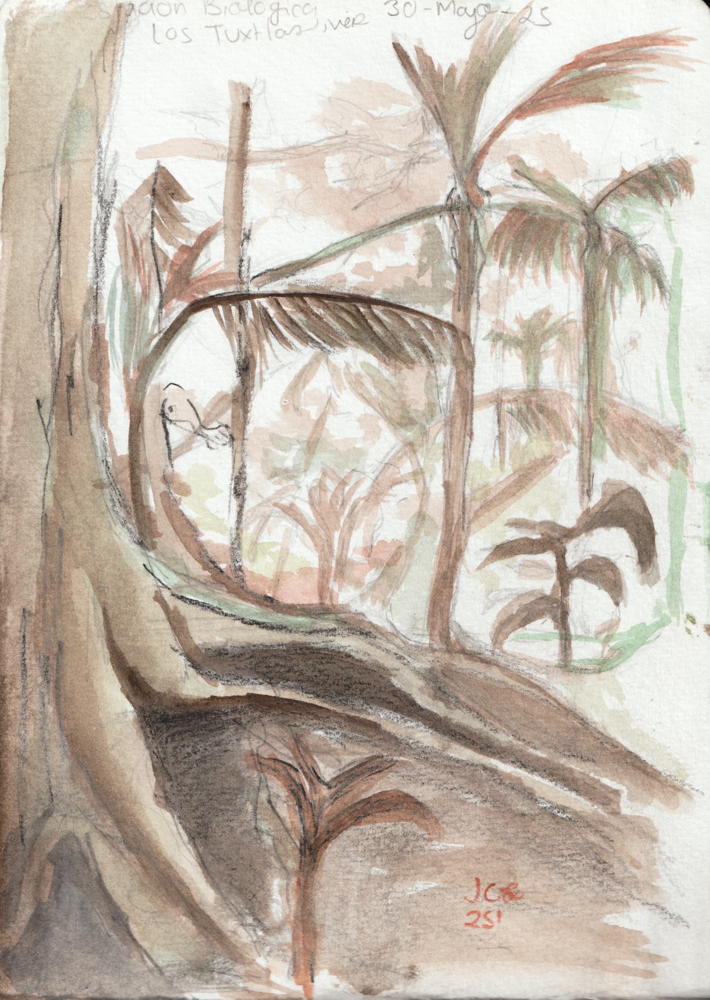 Reserva de los Tuxtlas 2