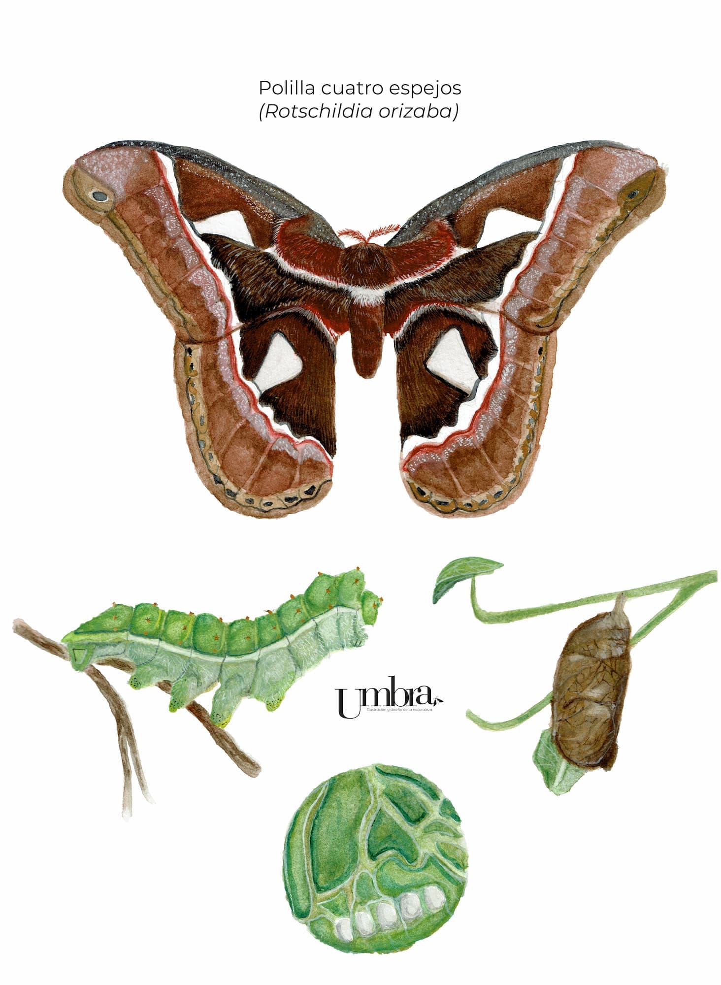 Polilla cuatro espejos